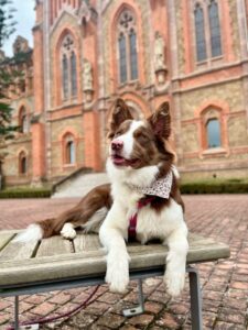 ¿PENSANDO EN UNA ESCAPADA CON VUESTRAS MASCOTAS?